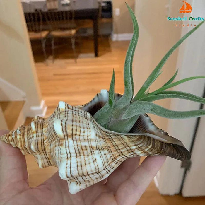 Seaside Elegance Natural Shell Trapezium Horse Conch Decor for Aquariums and Special Events