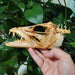 Genuine Deep Sea Handfish Skull Replica - Distinctive Taxidermy Specimen for Educational Purposes and Display - 15 CM