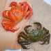 Lifelike Artificial Crab Display Model - Perfect Seafood Prop for Culinary Art, Photography, and Home Aesthetics