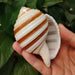 Striped Conch Harpa Seashell - Authentic Natural Decor Piece