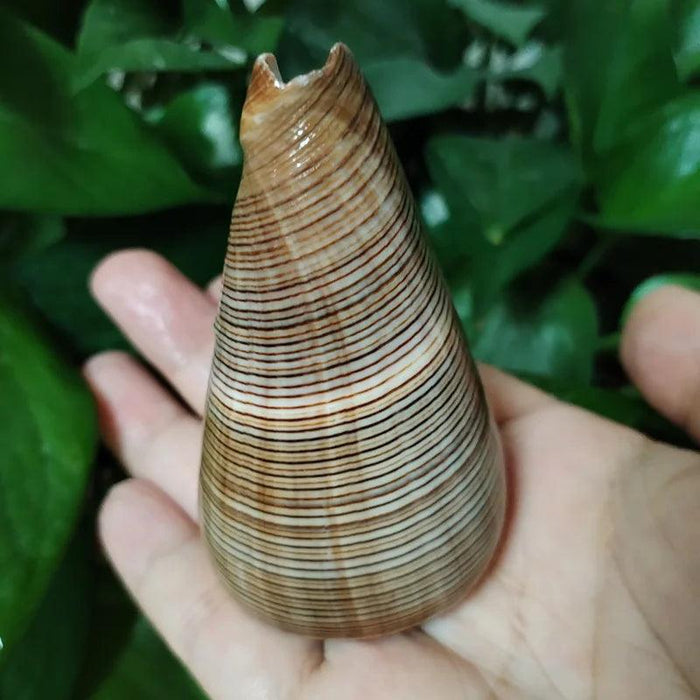 Elegant Gold-Infused Conus Striatus Shell - Ideal for Aquatic Decor, Hermit Crab Habitats, and Special Celebrations