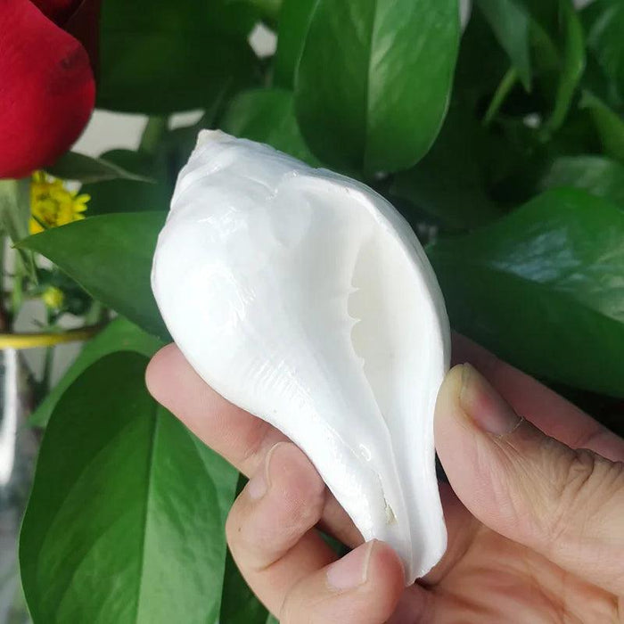 Stunning 11CM Indian Sacred Chank Shell Conch for Home and Event Decor