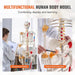 3D Interactive Human Anatomy Skeleton Model