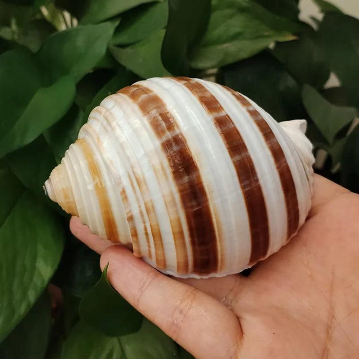 Striped Conch Harpa Seashell - Authentic Natural Decor Piece