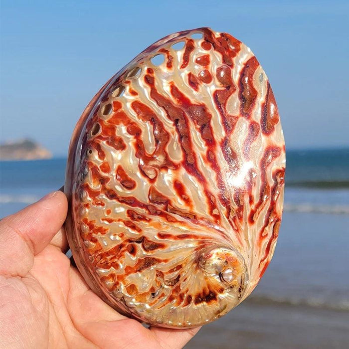 Vibrant Red Abalone Shell Art: Coastal Decor for Homes and Aquariums