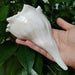 Exquisite Left-Handed Whelk Conch Shell - Unique Busycon Contrarium for Decor and Collecting