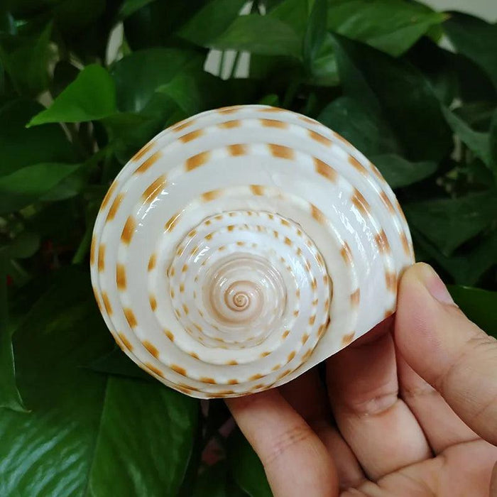 Coastal Charm Natural Spotted Turbo Seashells for Hermit Crabs & Home Decor (8-10cm)