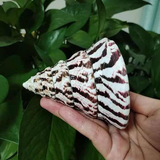 Majestic Zebra Conch Shell – Large 9-10CM Coastal Decor