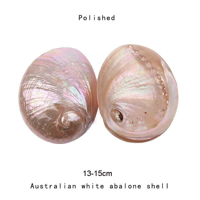 Exquisite Natural New Zealand Abalone Shells for Elegant Decor and Creative Crafts (12-16CM)