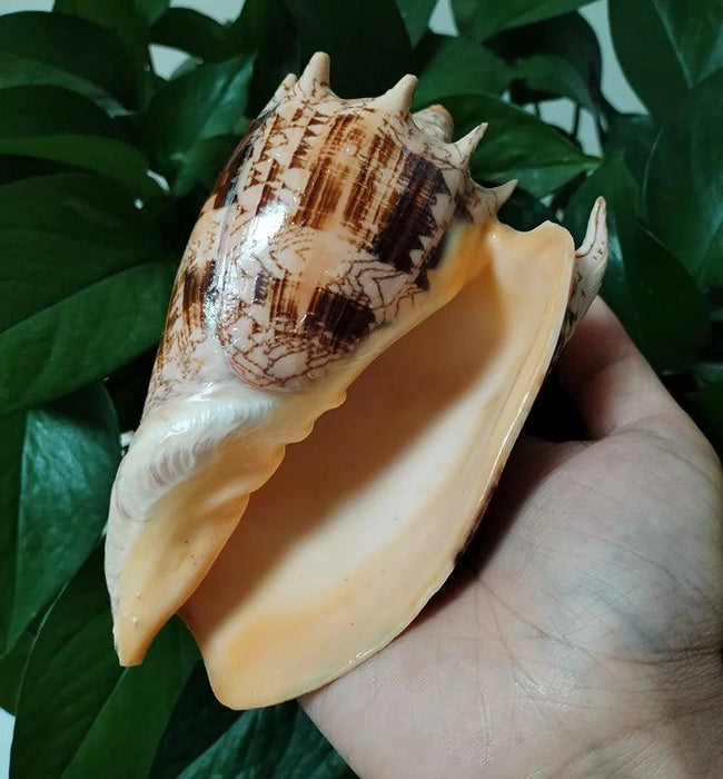 Majestic Giant Imperial Volute Seashell - Ideal Natural Accent for Coastal Decor and Aquariums