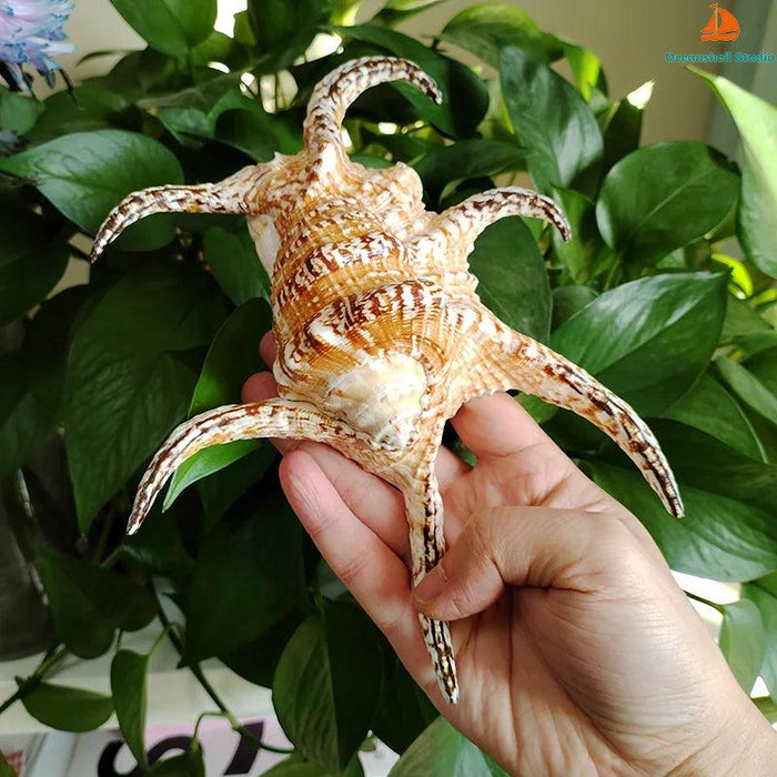 Extra Large Chiragra Spider Conch Shells - Distinctive Nautical Home Decor for Creative Projects (17-20CM)