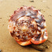 Natural Orange Bull's-mouth Helmet Conch Shells for Home and Aquatic Decor (12-17CM)