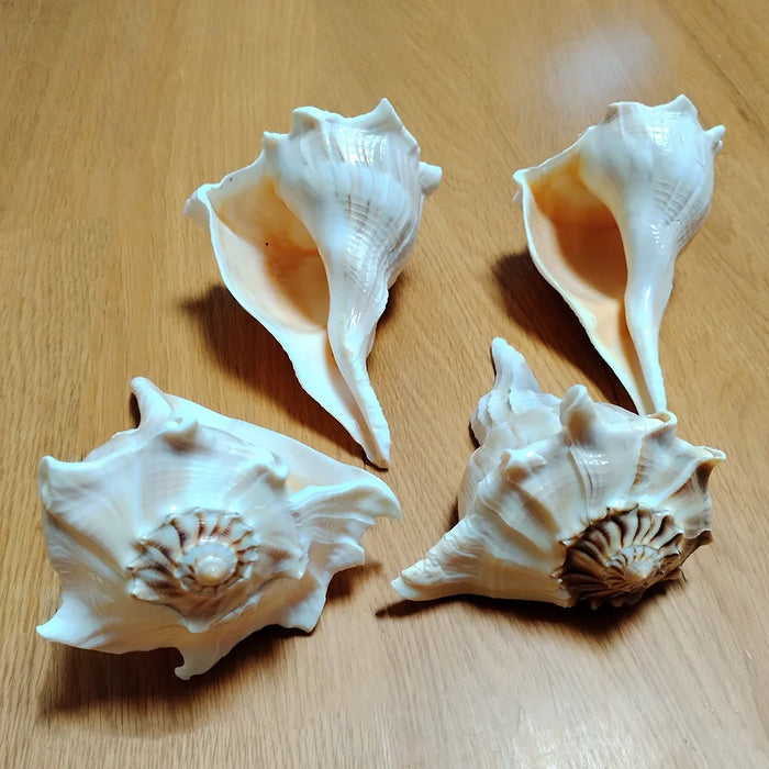 Unique Left-Handed Busycon Contrarium Conch Shell - A Natural Masterpiece for Collectors and Thoughtful Gifting