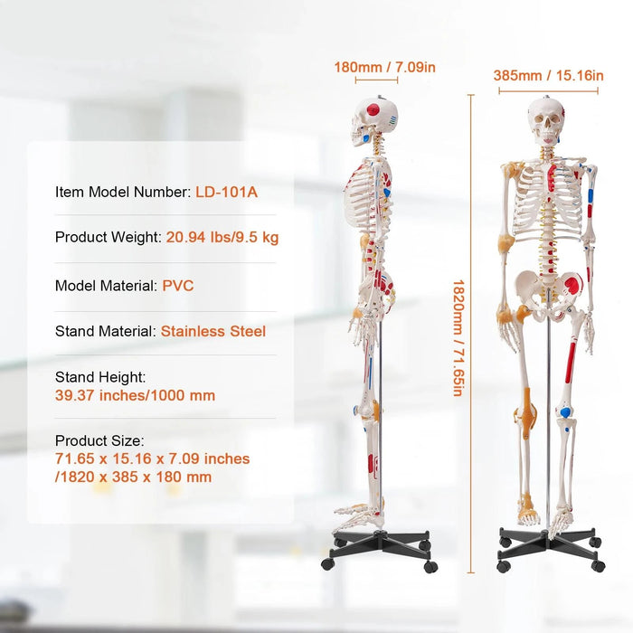 3D Interactive Human Anatomy Skeleton Model