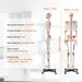 3D Interactive Human Anatomy Skeleton Model