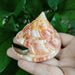 Vivid Orange Tower Conch Shell for Aquatic Decor and Creative Projects