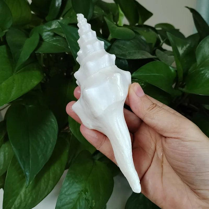 Salisbury's Spindle Conch Shells – Natural Beach Decor for Parties, Aquariums, and Unique Gifts (13-21cm)