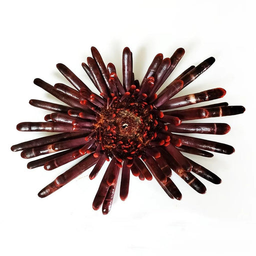 Sunflower-Shaped Large Natural Slate Pencil Urchin Seashells for Coastal Decor