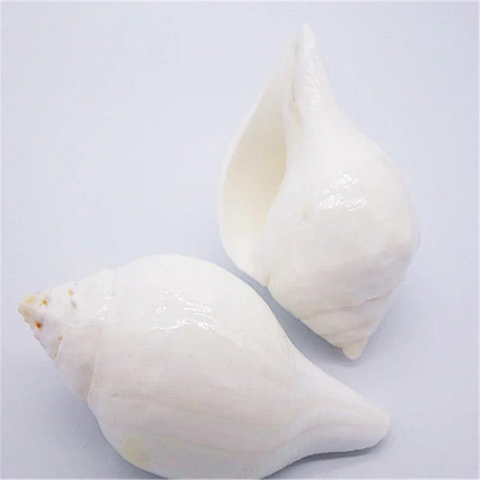 Stunning 11CM Indian Sacred Chank Shell Conch for Home and Event Decor