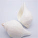 Stunning 11CM Indian Sacred Chank Shell Conch for Home and Event Decor