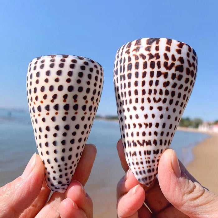 Leopard Cone Shell Décor - Authentic Lithoconus leopardus with Striking Black Spot Detailing