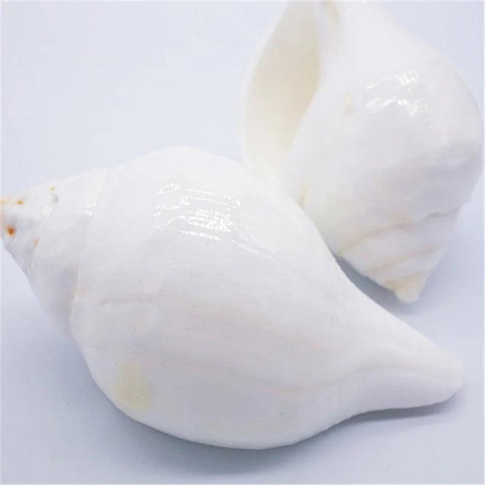 Stunning 11CM Indian Sacred Chank Shell Conch for Home and Event Decor