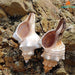 Seaside Elegance Natural Shell Trapezium Horse Conch Decor for Aquariums and Special Events