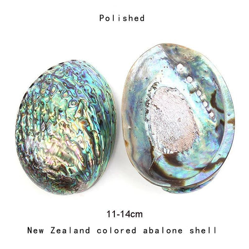 Exquisite Natural New Zealand Abalone Shells for Elegant Decor and Creative Crafts (12-16CM)