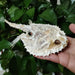 Genuine Deep Sea Handfish Skull Replica - Distinctive Taxidermy Specimen for Educational Purposes and Display - 15 CM