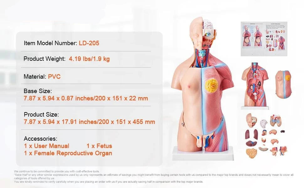 3D Interactive Human Anatomy Skeleton Model