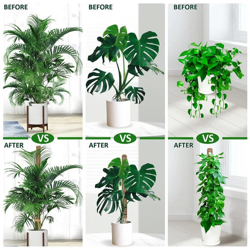 Vertical Garden Climbing Support Kit - Eco-Friendly Growth Solution for Indoor Plants