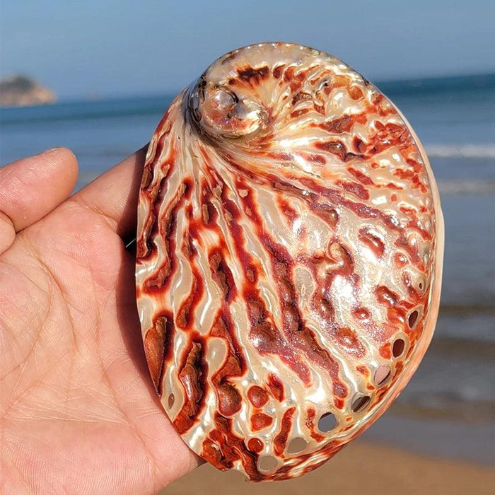 Vibrant Red Abalone Shell Art: Coastal Decor for Homes and Aquariums