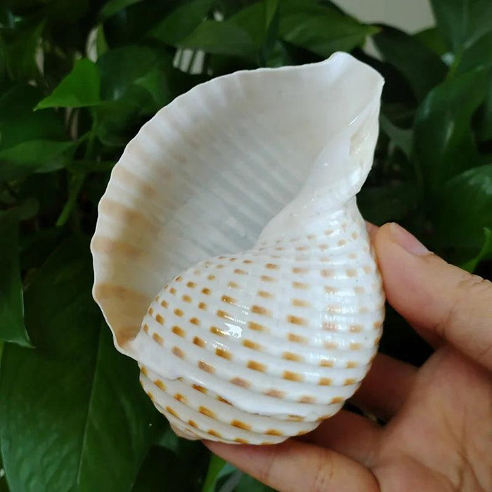 Coastal Charm Natural Spotted Turbo Seashells for Hermit Crabs & Home Decor (8-10cm)