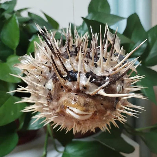 Coastal Elegance: Handmade Large Natural Pufferfish Pendant for Home Decor and Crafting