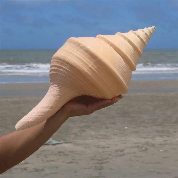 Oceanic Splendor: Australian Trumpet Shell for Unique Home Decor and Creative Projects