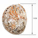 Exquisite Natural New Zealand Abalone Shells for Elegant Decor and Creative Crafts (12-16CM)