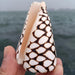 Exquisite Hebrew Marble Cone Shells - Natural Coastal Treasures for Elegant Home Decor