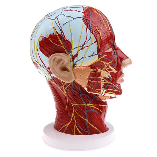 Realistic 3D Human Head and Neck Anatomy Model with Detailed Nerves and Cervical Structure