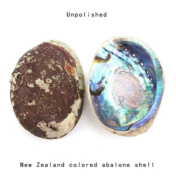 Stunning New Zealand Abalone Shell - 12-16CM Ideal for Weddings, Aquatic Displays, and Creative Crafts