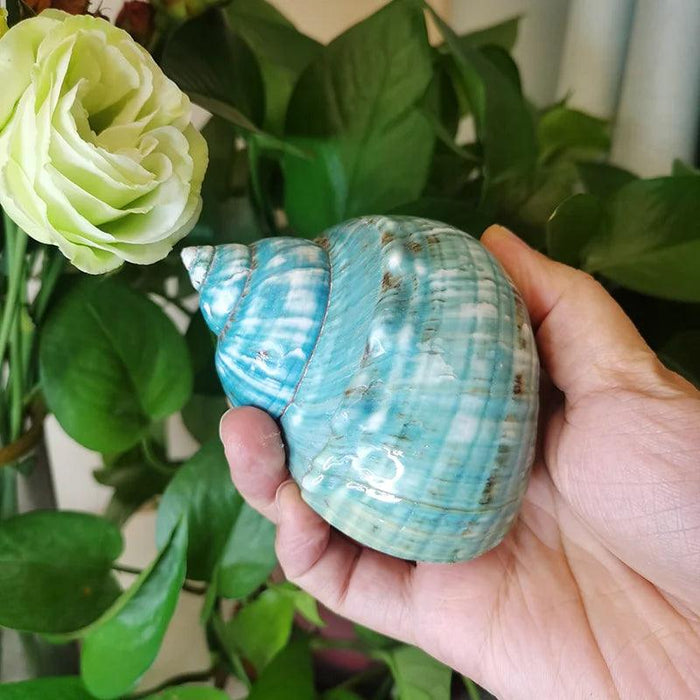 Coastal Charms: Authentic Green Turbo Imperialis Seashells for Elegant Home Decor and Creative Crafts