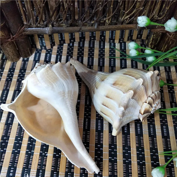 Exquisite Left-Handed Whelk Conch Shell - Unique Busycon Contrarium for Decor and Collecting