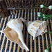 Unique Left-Handed Busycon Contrarium Conch Shell - A Natural Masterpiece for Collectors and Thoughtful Gifting