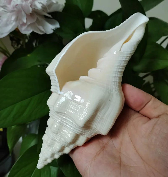 Genuine Indian Shankh Vamavarti Dattatreya Conch Shell