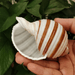 Striped Conch Harpa Seashell - Authentic Natural Decor Piece