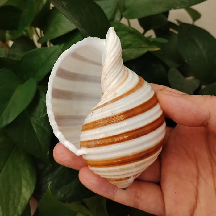 Striped Conch Harpa Seashell - Authentic Natural Decor Piece