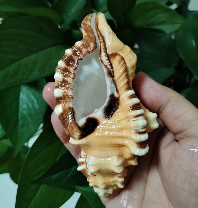 Vibrant Yellow-Orange Triton Conch Shell with Unique Black Patterns for Aquatic Decor and Photography