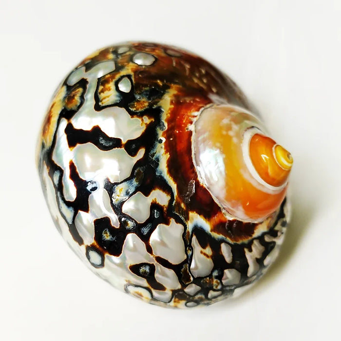 Exquisite Brown Jade Turbo Seashells from South Africa - Perfect for Hermit Crabs and Stylish Home Accents