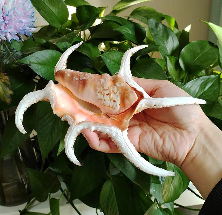 Extra Large Chiragra Spider Conch Shells - Distinctive Nautical Home Decor for Creative Projects (17-20CM)