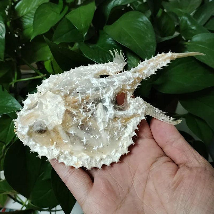 Genuine Deep Sea Handfish Skull Replica - Distinctive Taxidermy Specimen for Educational Purposes and Display - 15 CM