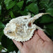 Genuine Deep Sea Handfish Skull Replica - Distinctive Taxidermy Specimen for Educational Purposes and Display - 15 CM